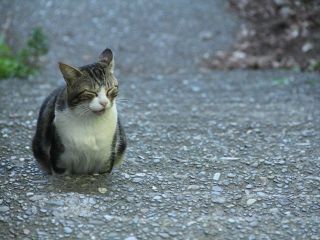 猫好き集まれ 猫の歯にかかる治療費は人間の５倍以上 どくらぼ